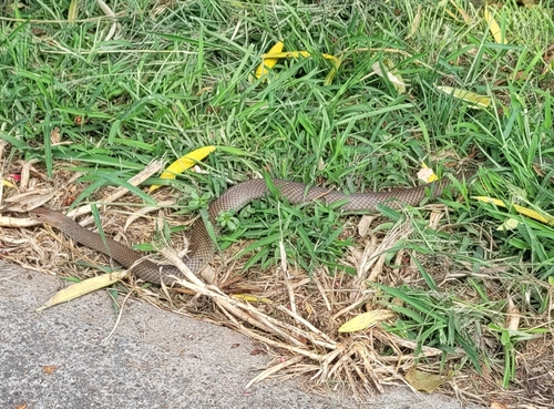 Eastern Brown Snake sighting