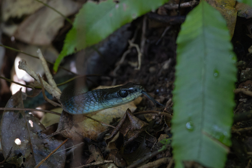 Common Tree Snake sighting