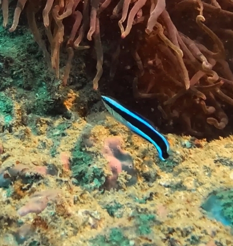 Labroides dimidiatus