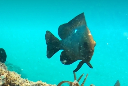 Dascyllus trimaculatus