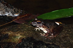 Limnonectes leporinus
