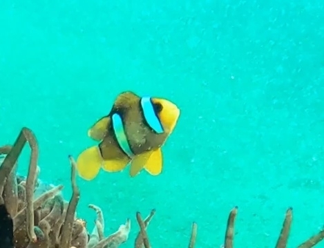 Amphiprion clarkii