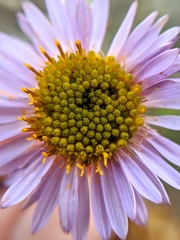 Erigeron blochmaniae
