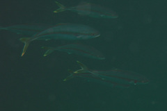 Seriola lalandi