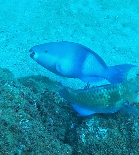 Scarus persicus
