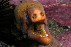 Gymnothorax prasinus