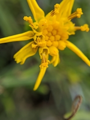 Senecio blochmaniae