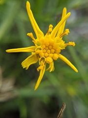 Senecio blochmaniae
