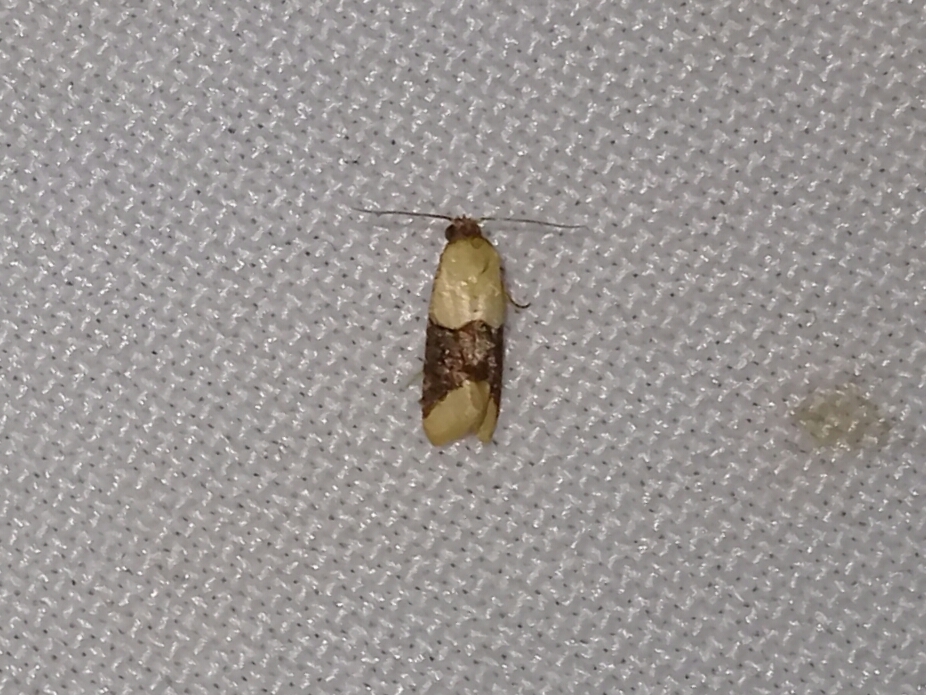 Icteralaria