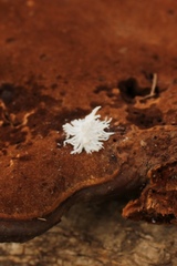 Insecta