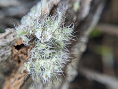 Heterodermia namaquana
