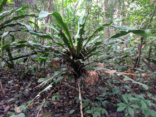 Dracaena arborea, photograph 3