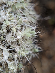 Heterodermia namaquana