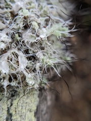 Heterodermia namaquana