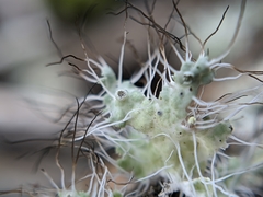 Heterodermia namaquana