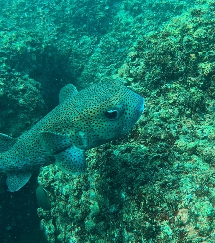 Diodon hystrix