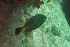 Meuschenia flavolineata