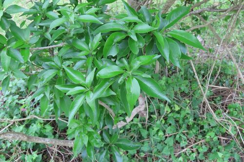 Cat's-whiskers (Volkameria glabra)