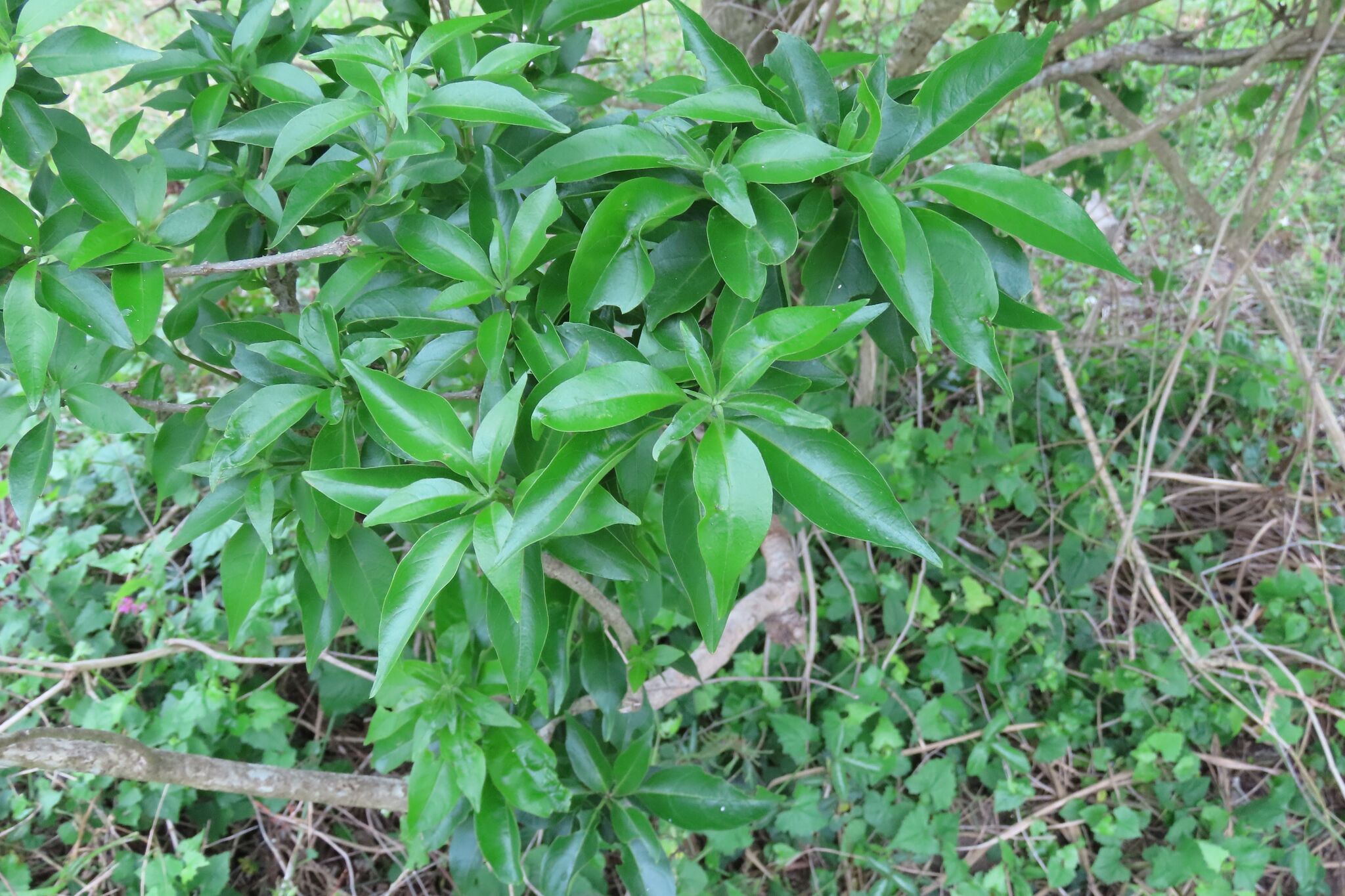 Cat's Whiskers (Volkameria glabra)