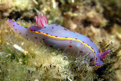 Hypselodoris bennetti
