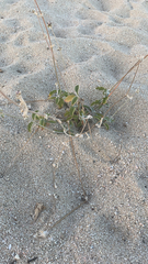 Froelichia xantusii