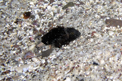 Centropogon australis