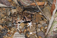 Limnonectes leporinus