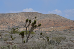 Yucca valida