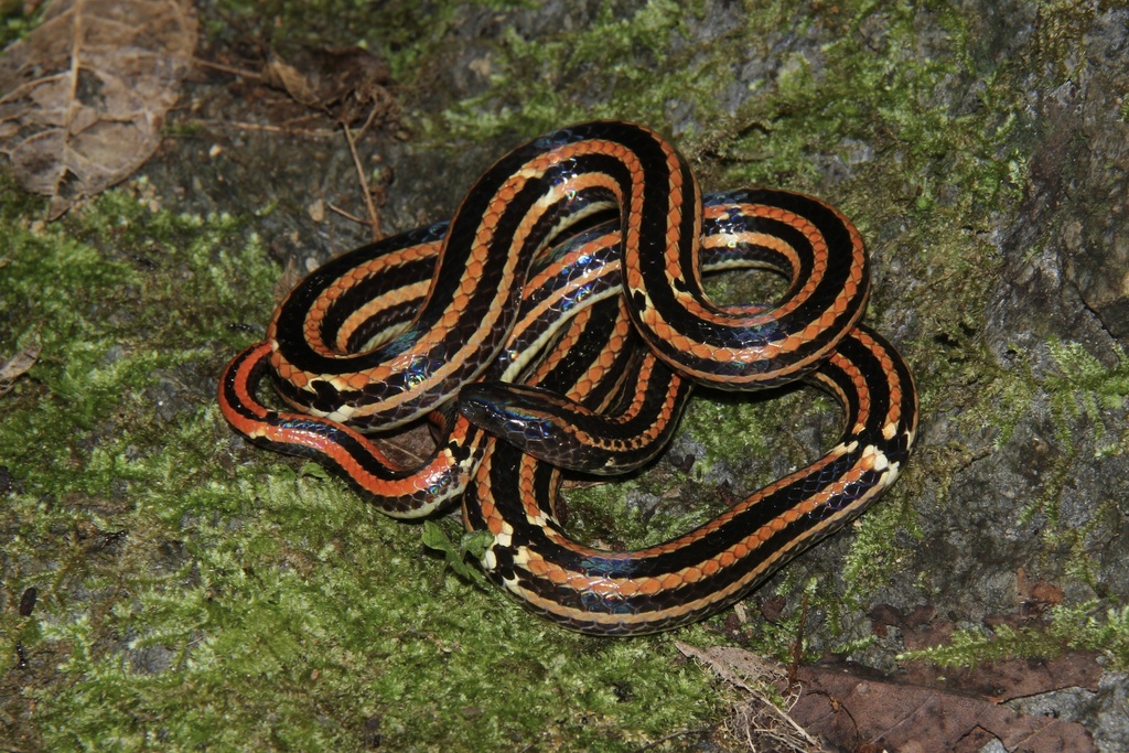 Hai Coral Snake