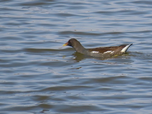 Eurasian Moorhen