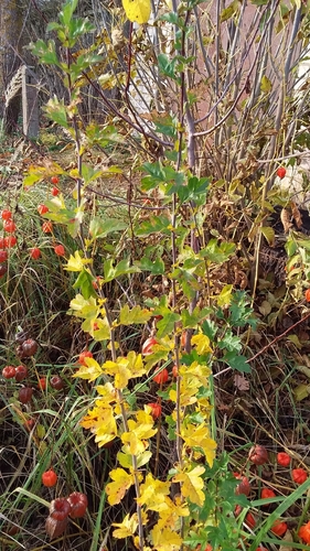 common hawthorn
