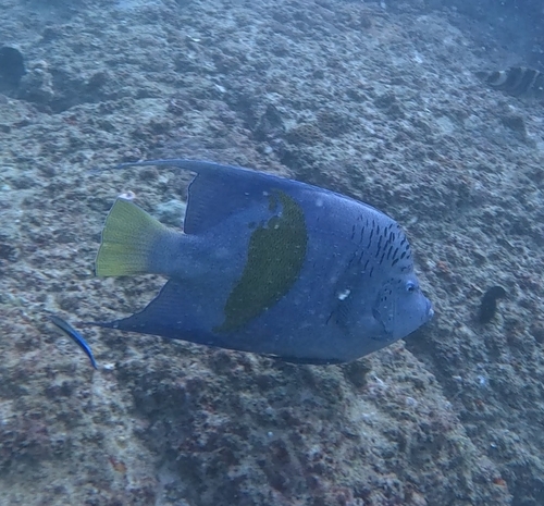 Pomacanthus maculosus