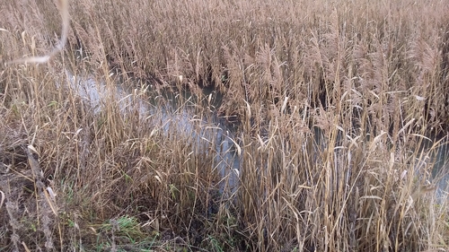common reed