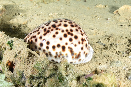 Cypraea tigris observed 2025-10-31