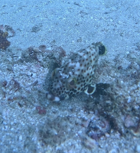 Epinephelus stoliczkae