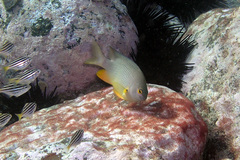 Plectroglyphidodon gascoynei