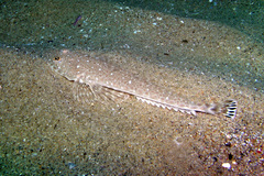 Platycephalus caeruleopunctatus