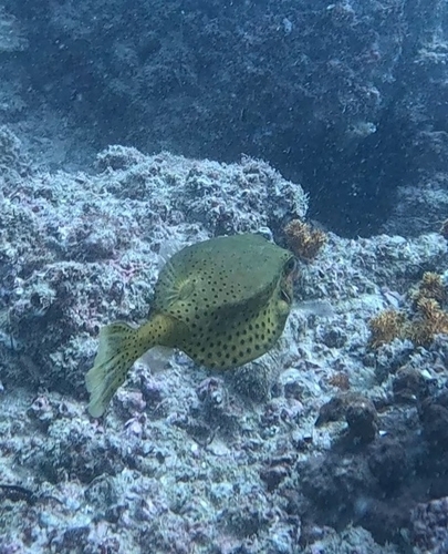 Ostracion cyanurus