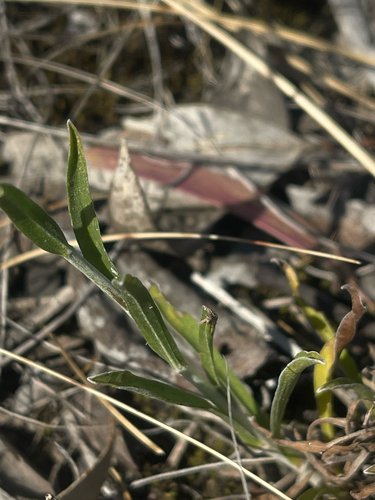Pycnosorus chrysanthus, photograph 2