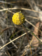 (c) Dylan Wishart, some rights reserved (CC BY) Pycnosorus chrysanthus, photograph (c) Dylan Wishart, some rights reserved (CC BY)