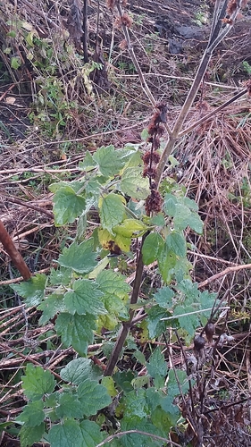 five-bladed motherwort