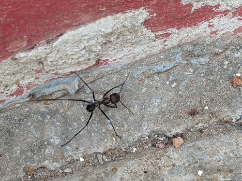 Bicolor-group Sahara Ants