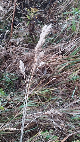 orchard grass