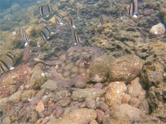 Urobatis concentricus