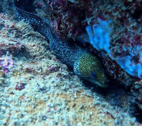 Gymnothorax undulatus