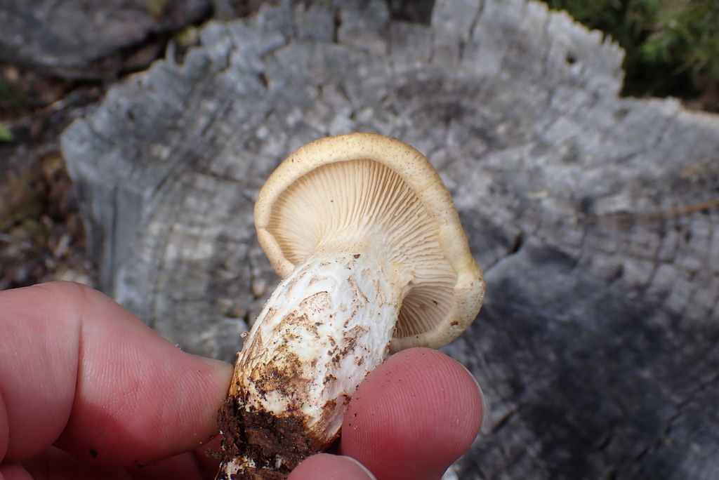 Neolentinus lepideus · November 2025 · photo: © berardom (iNaturalist, cc-by)