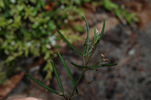 wallum zieria (Zieria laxiflora)