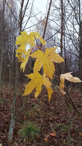 Norway maple