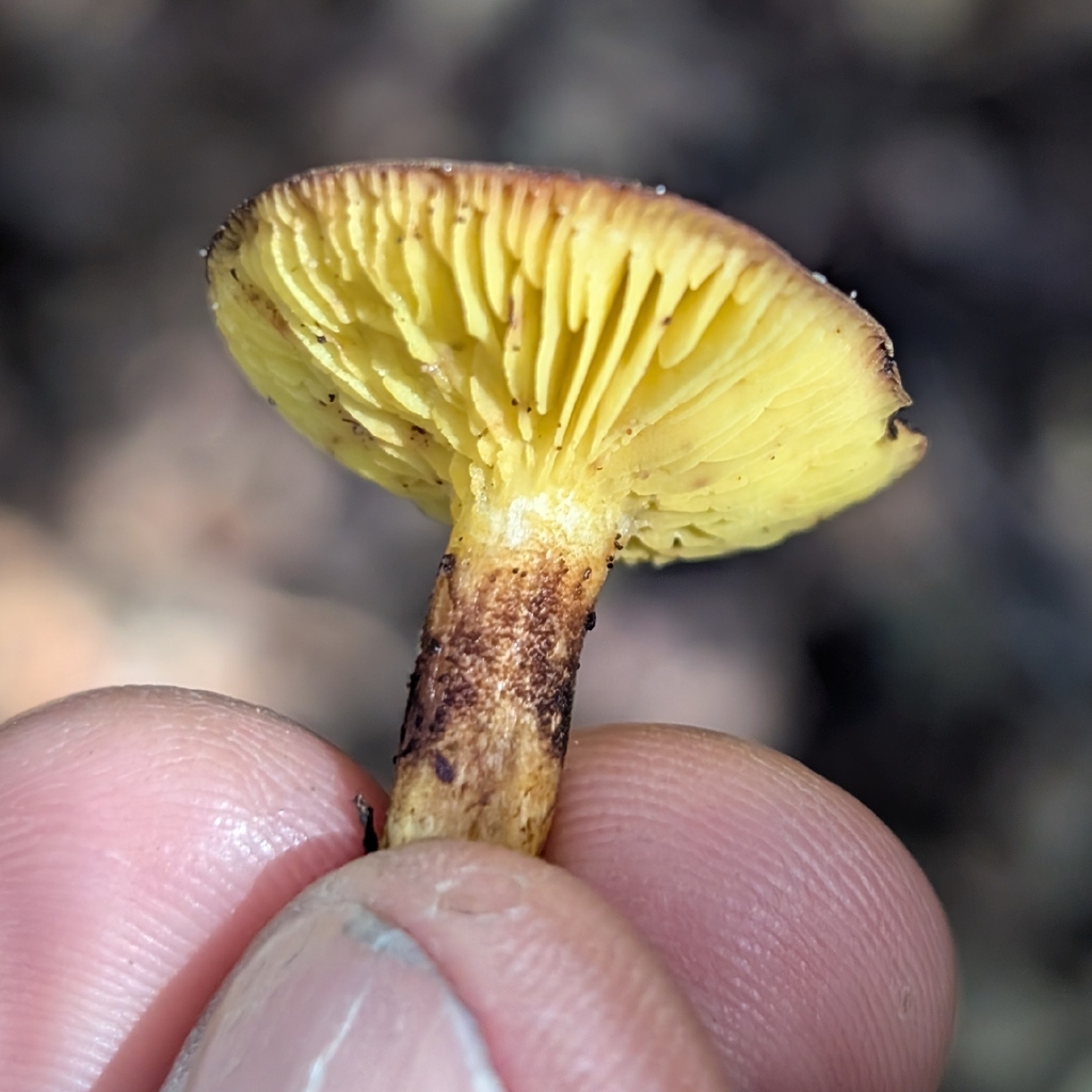 Phylloporus arenicola · October 2025 · photo: © kueda (iNaturalist, cc0)