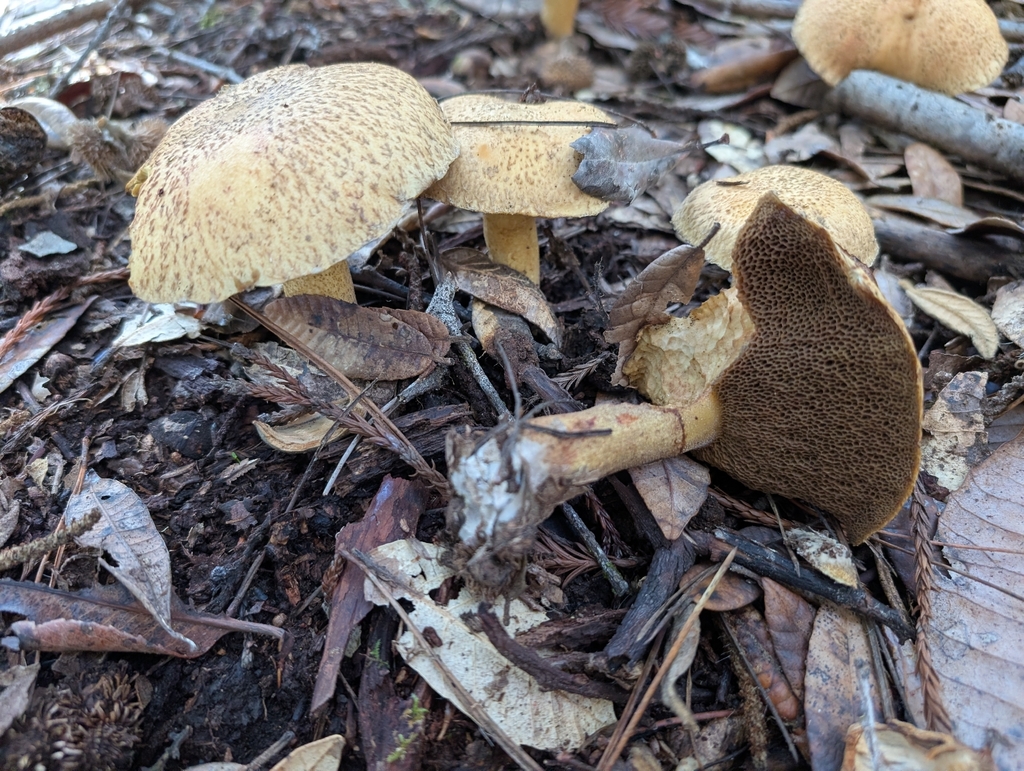 Suillus tomentosus · October 2025 · photo: © kueda (iNaturalist, cc0)
